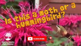 Hummingbird Clearwing Moth