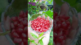 മന്ദാരം കാറ്റിനെ പ്രണയിച്ചതോ | Pomegranate | എൻ്റെ മാതള ചെടി | #shorts