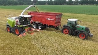 Geurs Hengevelde triticale hakselen