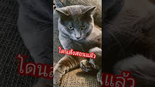 โมโหก็เป็นแมว #ป๊อบคอร์นแมวเถียงเก่ง #แมว #แมวดุ #ทาสแมว #cat #shots #shortsyoutube