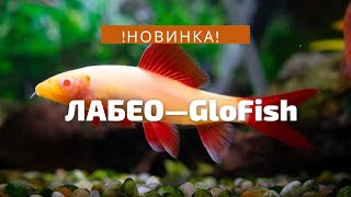 ! НОВИНКА! Лабео гло Френатус/           Labeo frenatus 2  мая 2021 г.