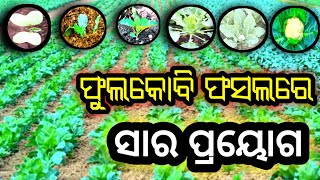 phulakobi fasalare khadya sara prayog | ଫୁଲକୋବି ଫସଲରେ ଖାଦ୍ୟସାର ପ୍ରୟୋଗ ସମ୍ପୂର୍ଣ ପ୍ରଣାଳୀ | cauliflower