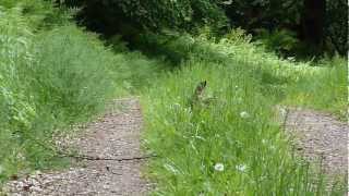 Feldhase im Wald