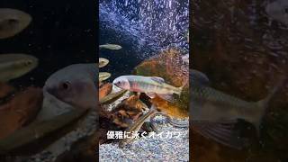 優雅に泳ぐオイカワ #アクアリウム #日本淡水魚 #日本淡水魚水槽 #オイカワ