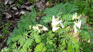 Dutchman’s Breeches (Dicentra cucullaria)