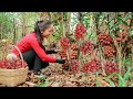 Harvest Salak and bring them to the market sell - cooking| Emma Daily Life