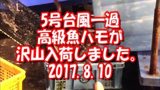 ５号台風一過　ハモ、前浜漁師物も入荷!　２０１７年８月１０日