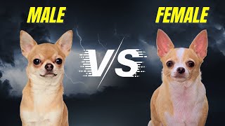 Male VS Female Chihuahua - What Are the Differences?