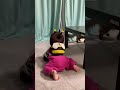 桃さんに突進する赤ちゃんbaby charging at momo