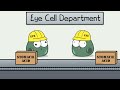 chromosomes and karyotypes