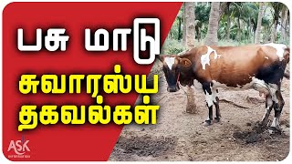 பசு மாடு: சுவாரஸ்யமான அரிய தகவல்கள் - Cow