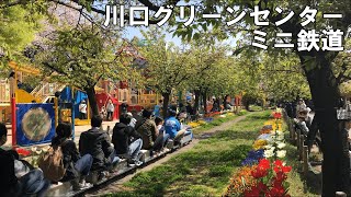 【ふみきり】ミニ鉄道川口市立グリーンセンター踏切と桜【電車】