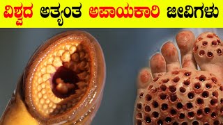 ಪ್ರಪಂಚದ ಅತ್ಯಂತ ಅಪಾಯಕಾರಿ ಜೀವಿಗಳು | intresting facts in kannada | unknown facts in kannada