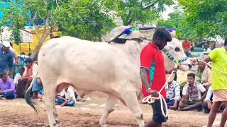 #apongolebulls  కోర్టు ఎంట్రీ of మార్తల చంద్ర ఓబుల్ రెడ్డి చౌటపల్లి మహుమద్ అలి ఉరవకొండ  అనంతపురం