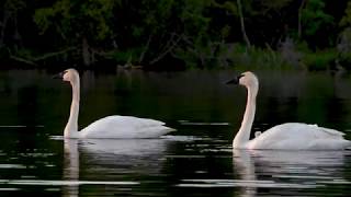 Trumpeter Swan Song