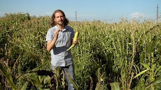 Popped Secret: The Mysterious Origin of Corn — HHMI BioInteractive Video