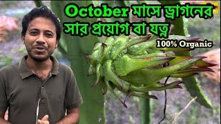 অক্টোবর মাসে ড্রাগনের পরিচর্যা বা সার প্রয়োগ | Dragon tree care or Fertilization in Octobe