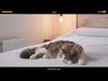 【𝐀𝐒𝐌𝐑】 고양이 집사만 들을 수 있다는 asmr🐱ㅣ고양이 소리ㅣ골골송ㅣ사각사각ㅣ백색소음