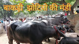 Baraut Pashu Mandi | Bakdi Bhes | Badot Peth | Calf | Jhota Race ke | Dairy Cattle | Haryana Bhes