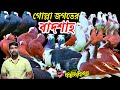 রাজ গোল্লা জগতের বাদশাহ | বাছাই করা নতুন কালেকশন আমার দেশের কবুতর সবচেয়ে সেরা দেশি কবুতর কিনুন