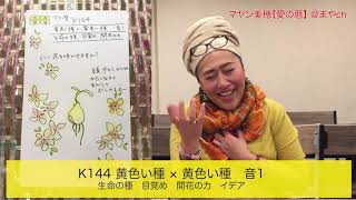 K144 黄色い種 × 黄色い種　音1 生命の種　目覚め　開花の力　イデア