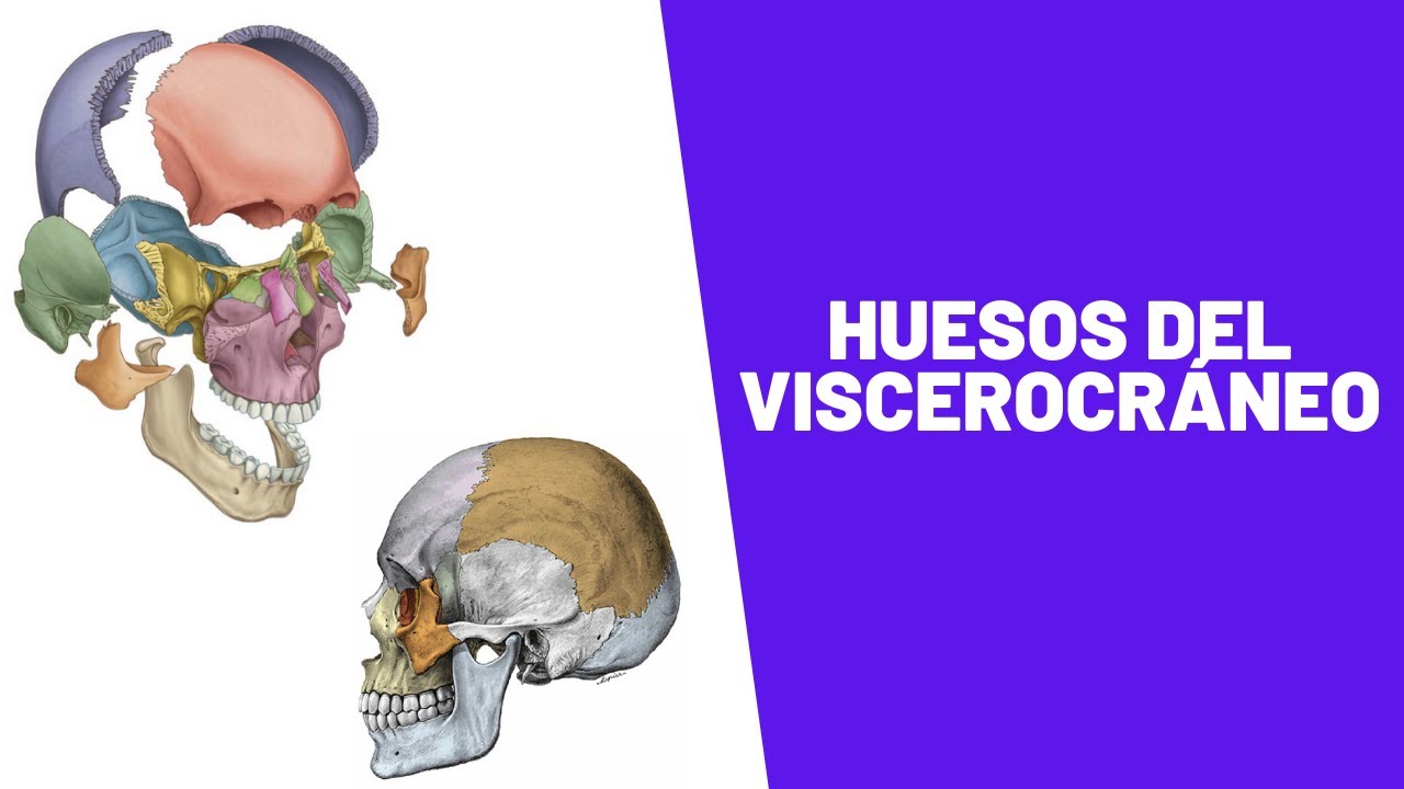 Huesos De La Cara ò Viscerocráneo - YouTube