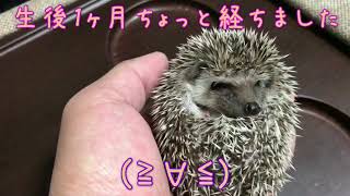 生後1ヶ月ちょっとのハリネズミの赤ちゃん Baby of the 1-month-old hedgehog