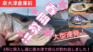 3月初旬！倉庫前でドーン！！【エビ撒き釣り】【エビ撒きズボ釣り】