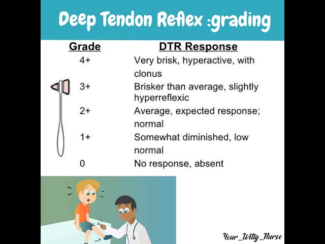 Deep Tendon Reflex Scale