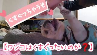 【くすぐりはワンコに効くのか‼】#フレンチブルドッグ#フレブル#Frenchbulldog#bulldog#鼻ぺちゃ