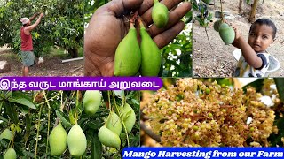 🥭❤️இந்த வருட மாங்காய் அறுவடை👌Mango Harvesting from our Farm👍🏻🥭🥰#shivyatimes #mango #farming