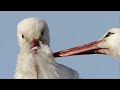 cigüeña blanca ciconia ciconia datos curiosos de animales