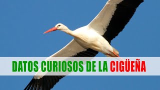 Cigüeña blanca (Ciconia Ciconia) | Datos curiosos de animales