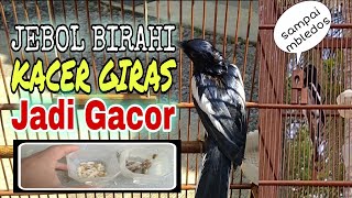 JEBOL BIRAHI KACER GIRAS||sampai mbagong kemudian jadi gacor✓✓