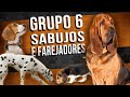 SABUJOS E FAREJADORES - Grupo 6 das raças caninas