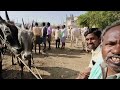 ఏమ్మిగనూరు సంతలో khilari milkteeth bull s video yemmiganur sunday market video s 2025