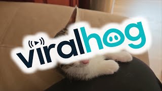 Kitten Can't Stay Awake || ViralHog