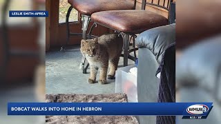 Hebron couple gets surprise visitor when bobcat wanders into home