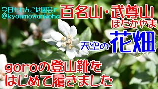 百名山・武尊山（ほたかやま）に予想外の稜線花畑・今日もわんこは園芸と