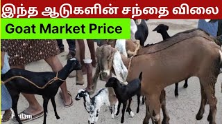 இந்த ஆடுகளின் சந்தை விலை/goatmarket price in tuticorin.