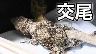 【急展開】一緒にした直後に…！？【カメレオンモドキ】