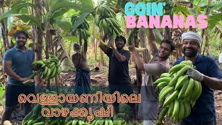 Harvesting Bananas at Vellayani | Day 1 | വെള്ളായണിയിലെ വാഴ കൃഷി | Banana Farm|  Kinsfolk Passions