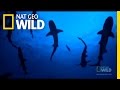 Swimming with the Turtles | Nat Geo Wild