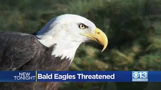 Bald Eagles Population Threatened Despite Comeback