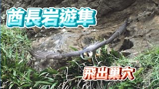 (2021年)酋長岩遊隼_EP25_遊隼飛出巢穴瞬間_Falco peregrinus_4月24日