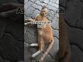 Astaghfirullah dek 🐱😂 #shorts koyeng oyen abis begadang ! #kucing #viralvideo #cat #catlover