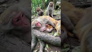 Smartest Monkey #BeeLeeMonkeyFans 15