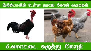 இந்தியாவில் உள்ள நாட்டு கோழி வகைகள் (Poultry varieties in India)