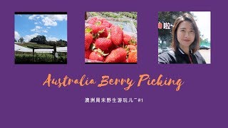 Australia Berry picking #1/ 摘草莓和树莓~/澳洲周末野生游玩#1✌️