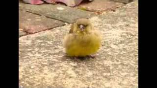 Fledgling in Mum's Garden